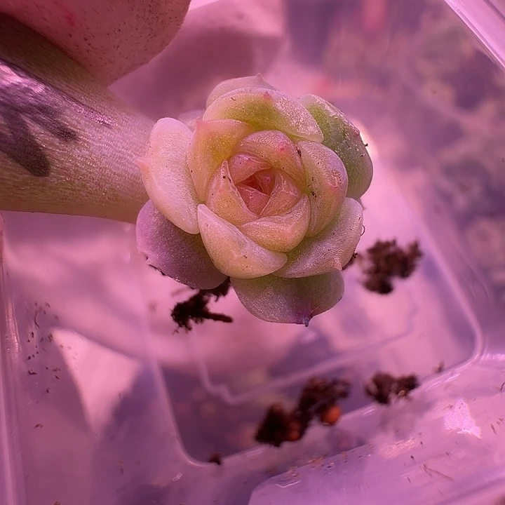 34号，璃玥叶插超周正单头一颗一物一拍深夜福利