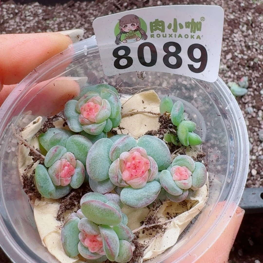 多肉植物多肉植物
