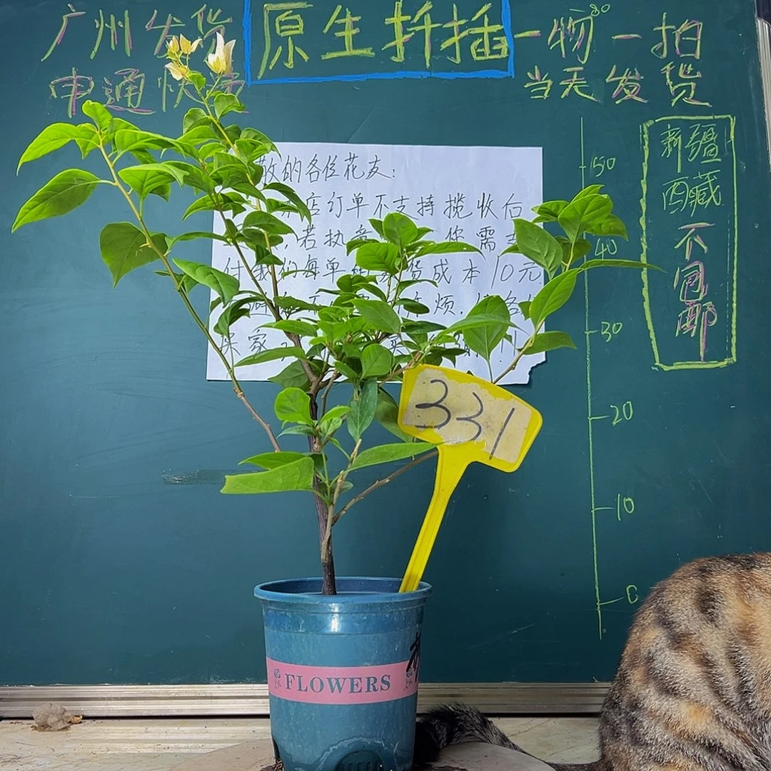 当前无花栽培后可以开花 福利 苏瓦娜  331