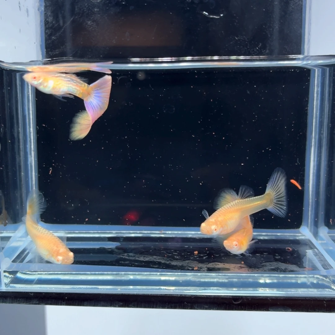 孔雀鱼幻彩蕾丝两对（36）