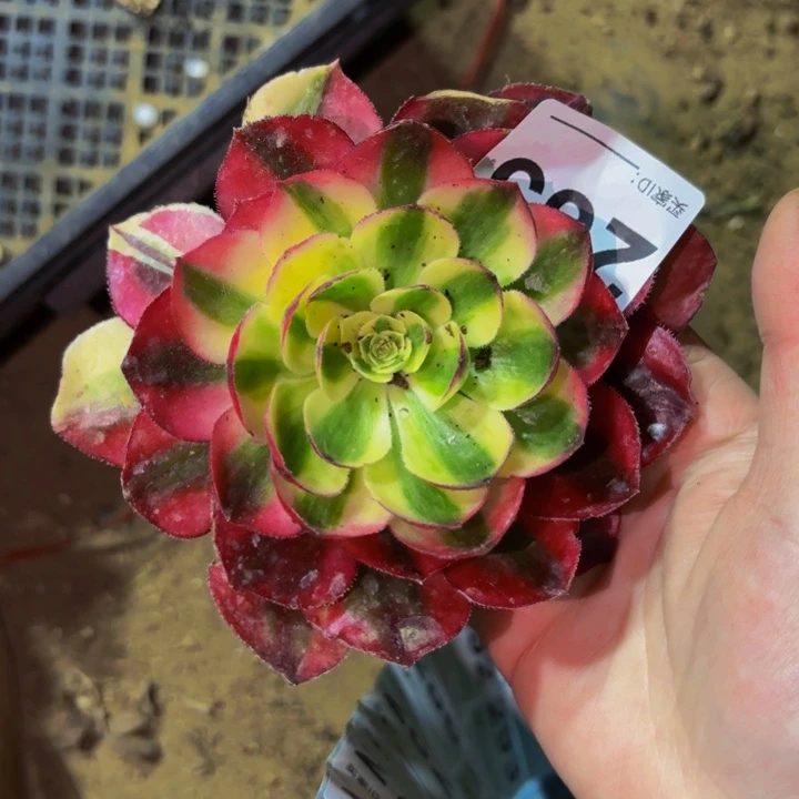 265鸿运多肉植物不售后