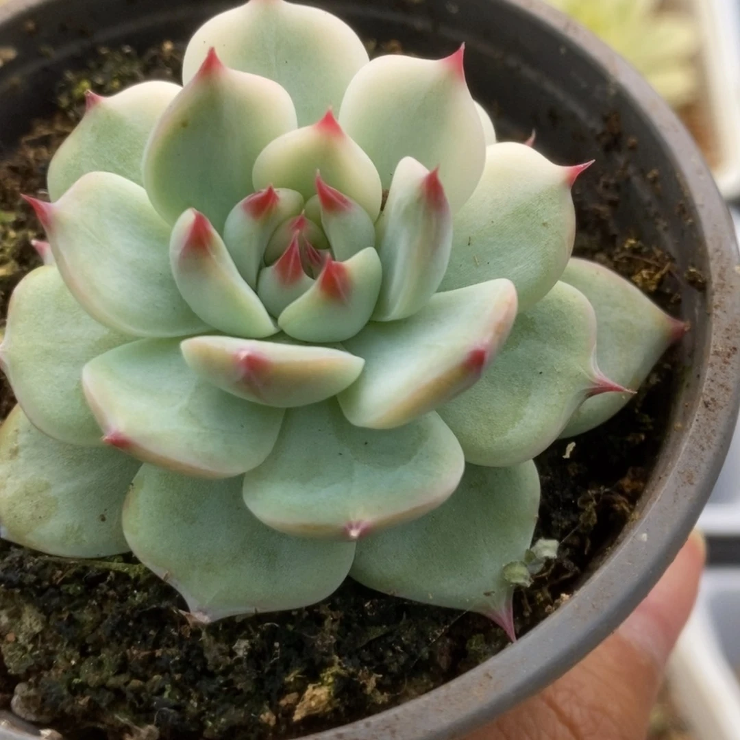 643锦锦锦锦锦锦锦锦