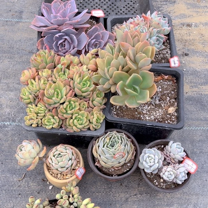 宝*贫肯吉娃娃芬达赫氏蓝丝绒星星橙精灵豆莎莎