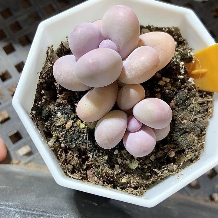 多肉酱奶酪572多肉