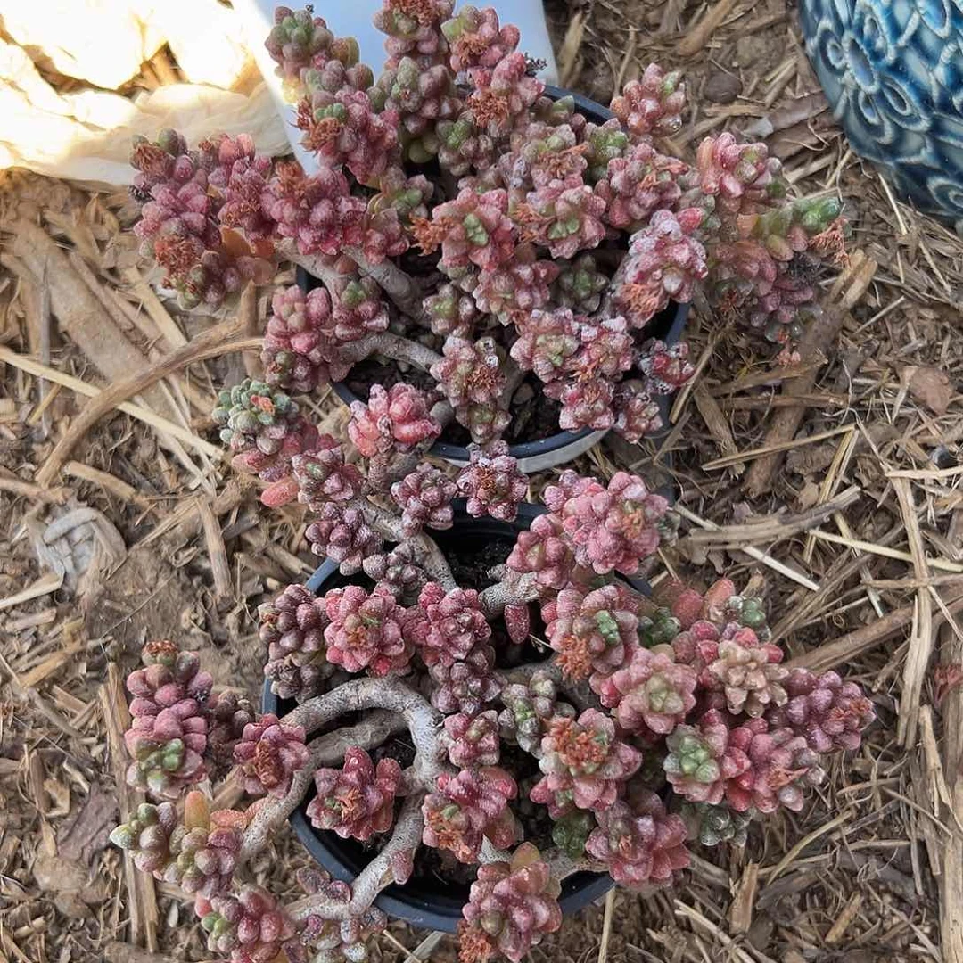 多肉植物两颗毛豆