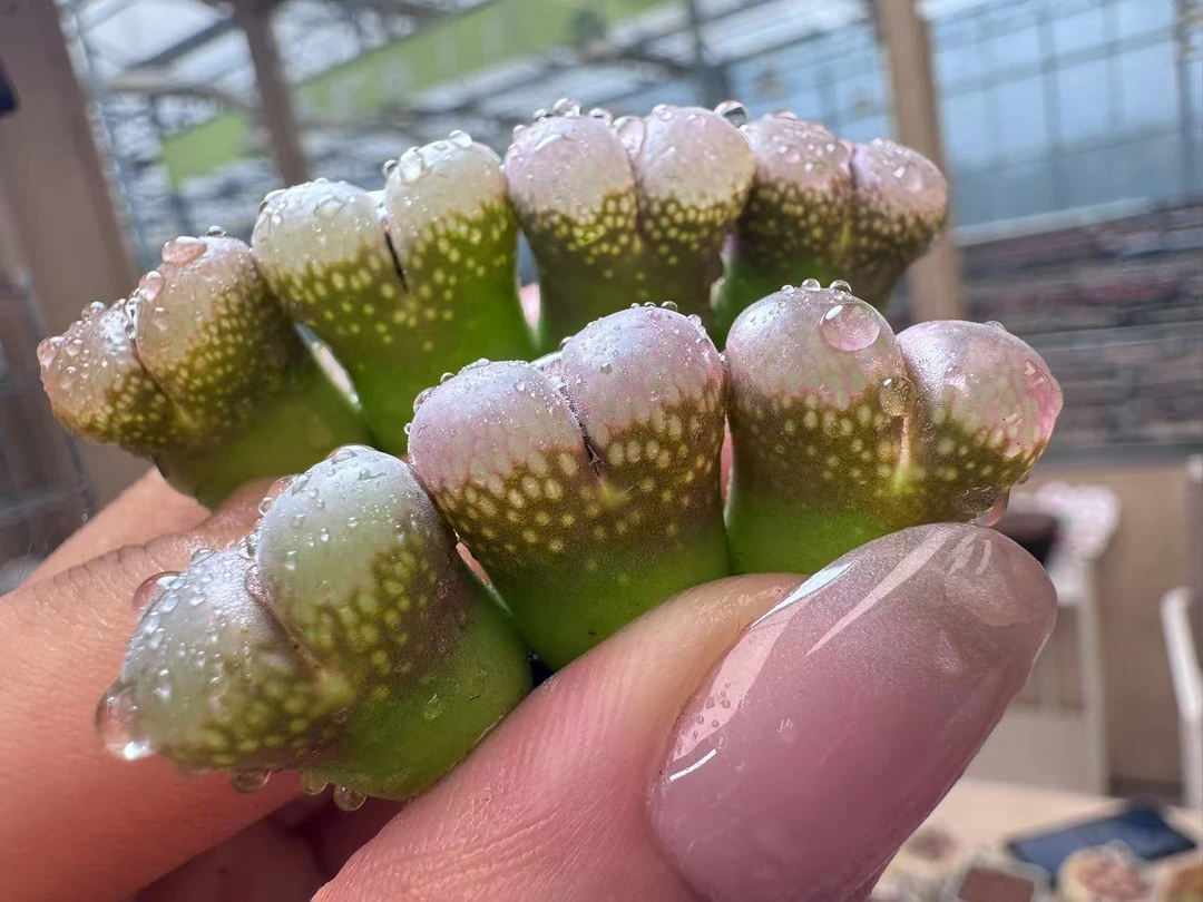 480多肉植物肉锥覆盆子一颗