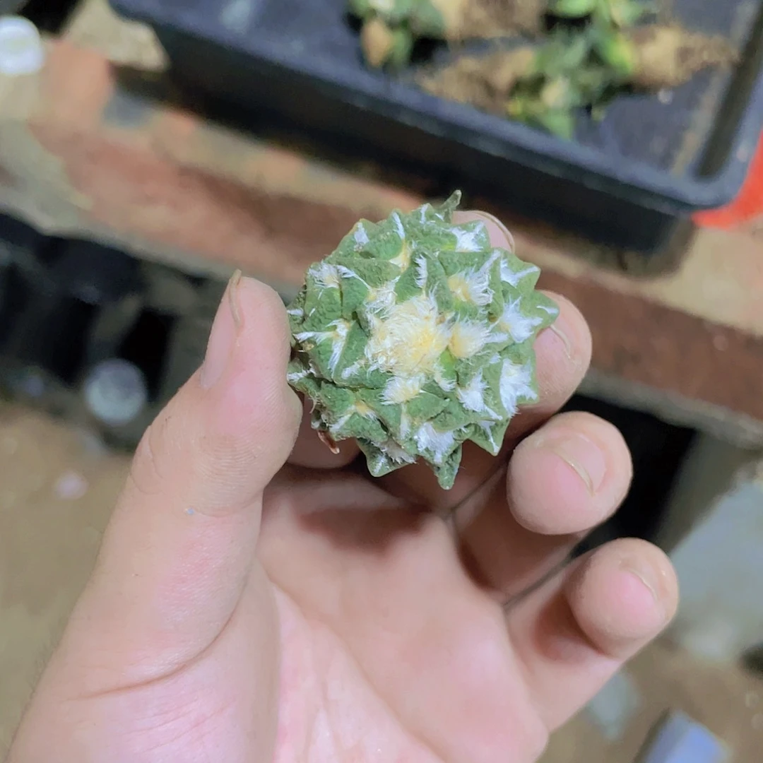 完全开放s****0黑牡丹 福利