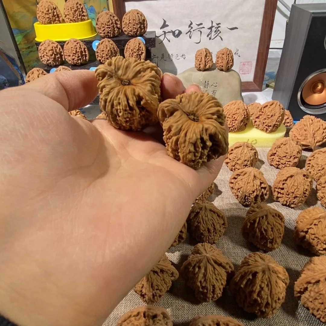 木质类奥迪黄金甲