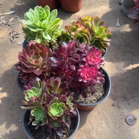 998多肉植物组合