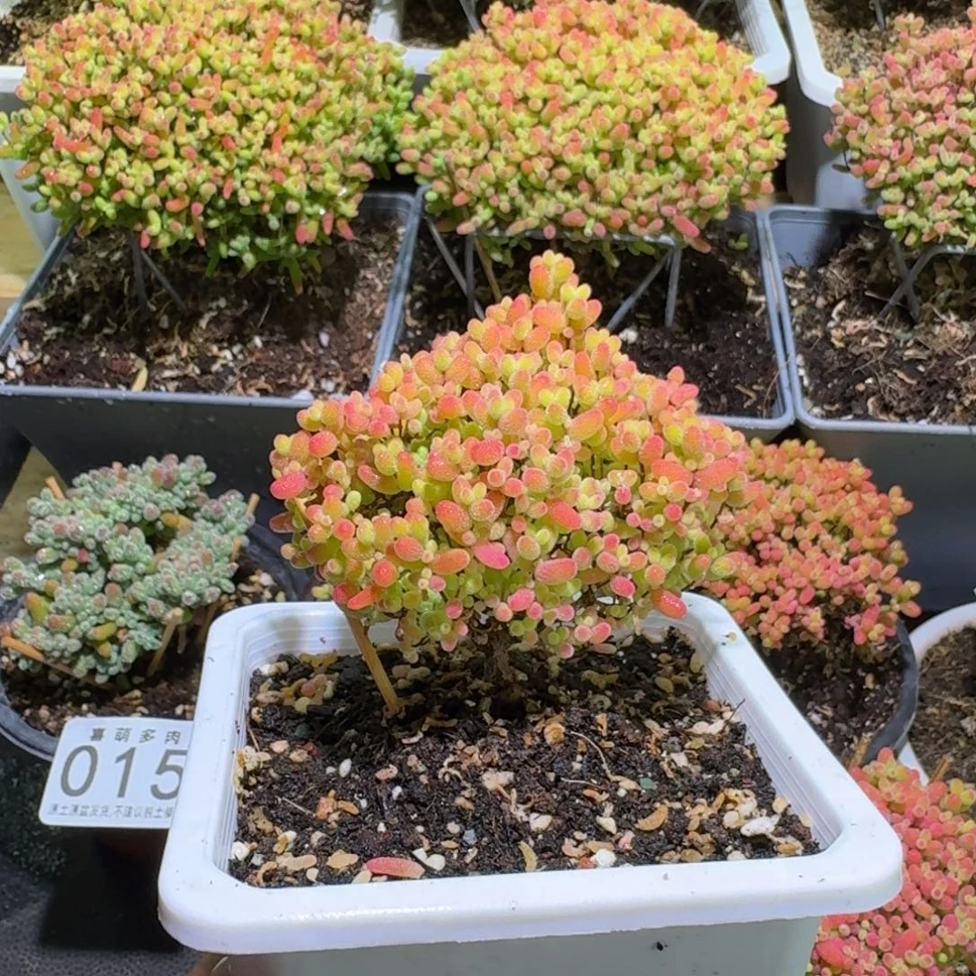 枝干番杏蜜橘糖球019