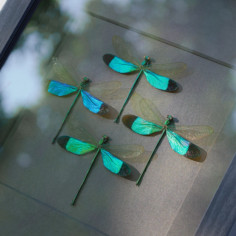 四华艳色蟌真昆虫标本装饰摆件创意高级感家居摆件生日礼物