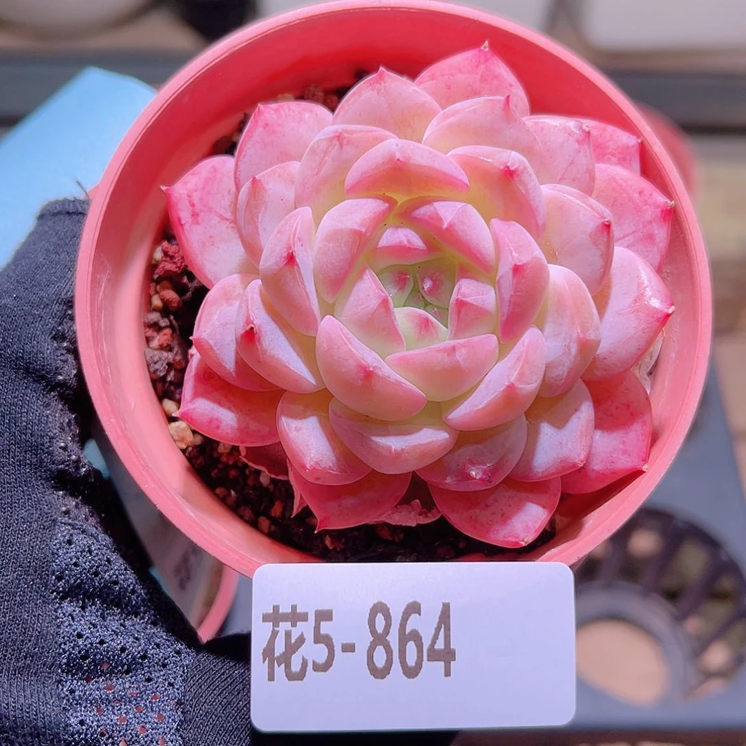 花利美5-864白桃汽水