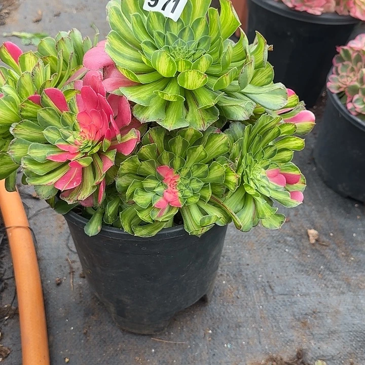 精品多肉植物0971