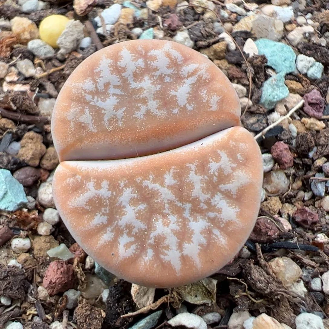 7.4好看的多肉脱土发货692