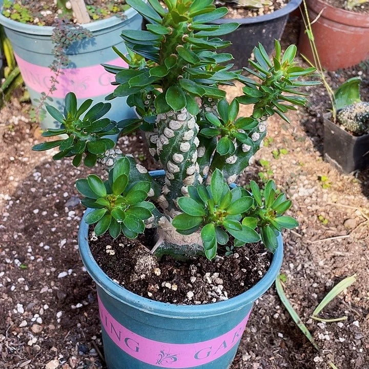 爺***薏完全开放wcbwb无刺霸王鞭