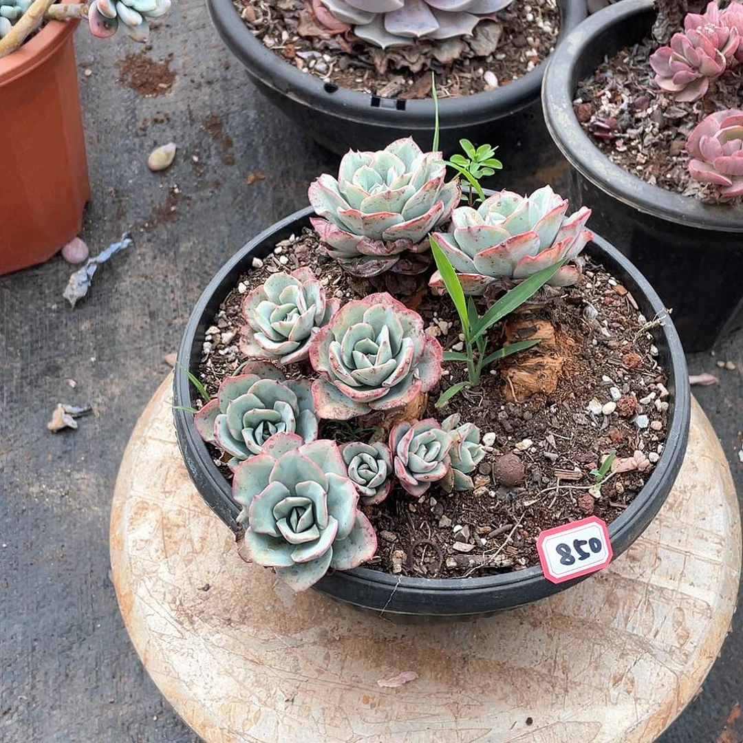 850黄桃 一物一拍多肉