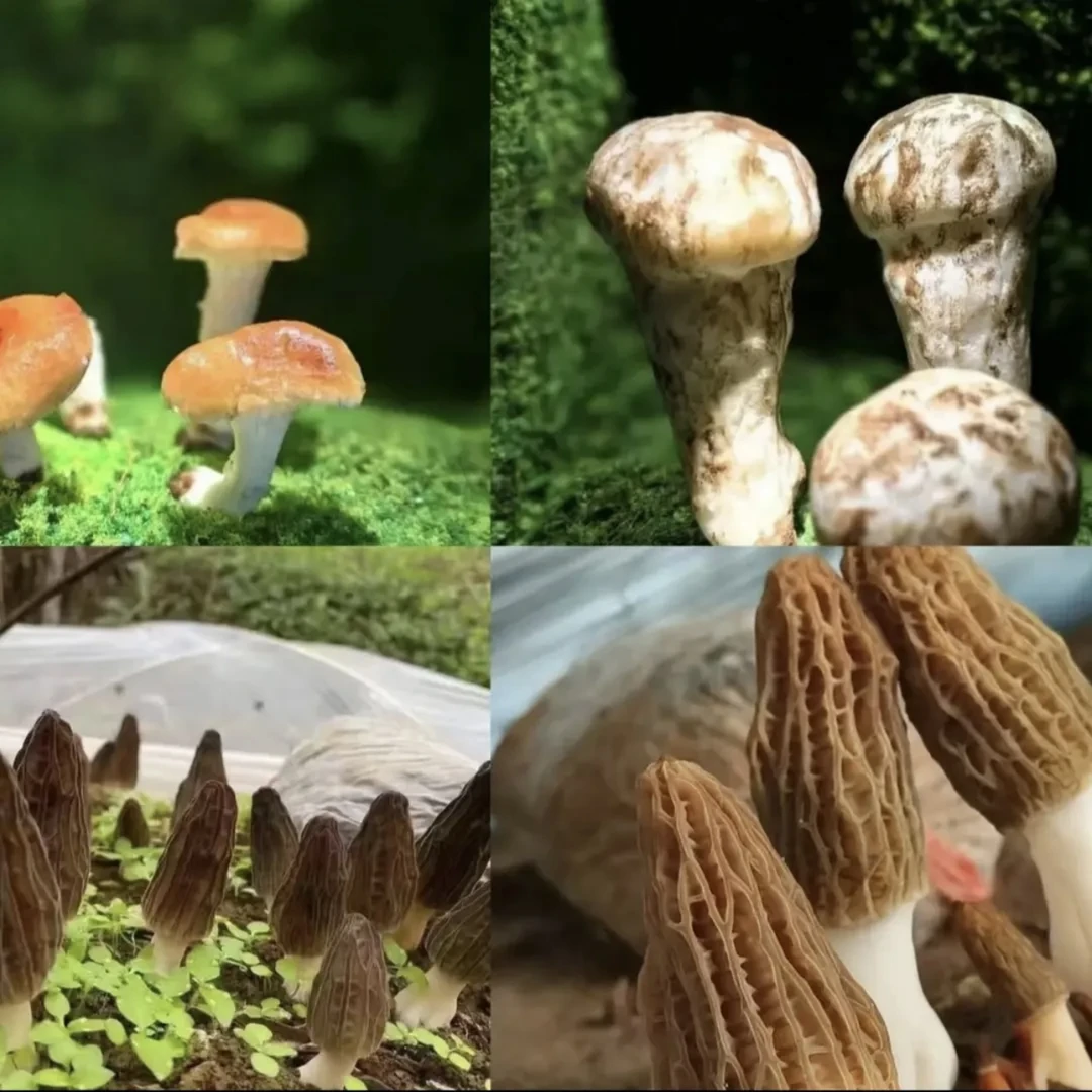 涛涛土特产～【半斤/一斤】临时链接菇