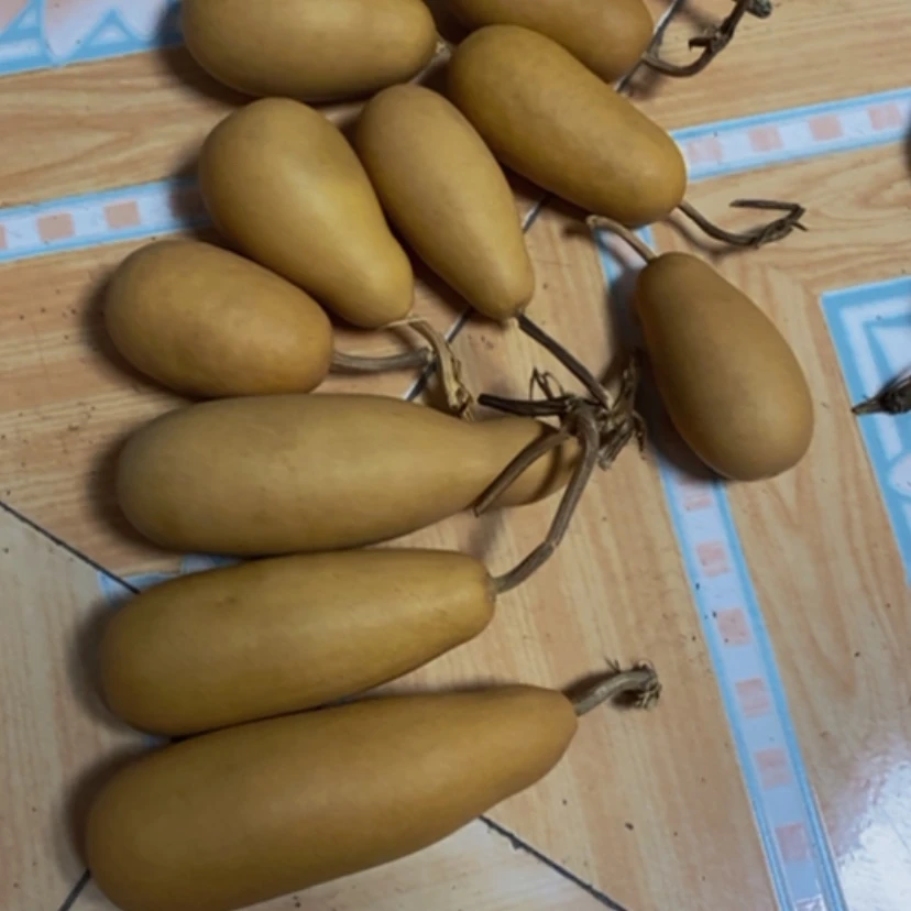 【闪购商品】十个冬瓜20块钱