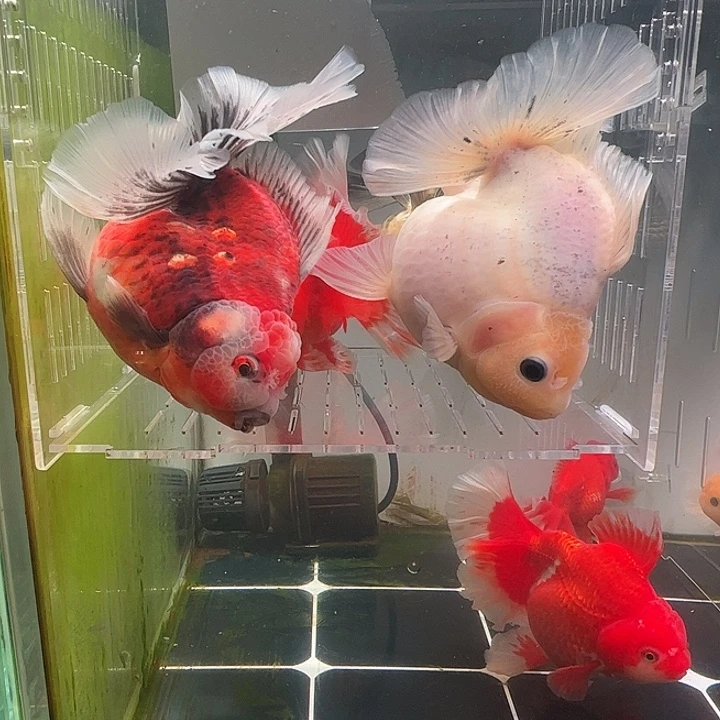 金鱼百褶泰师亚成33