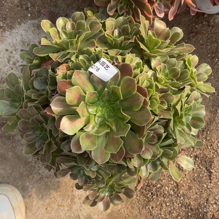 女巫中班大手捧多肉植物278