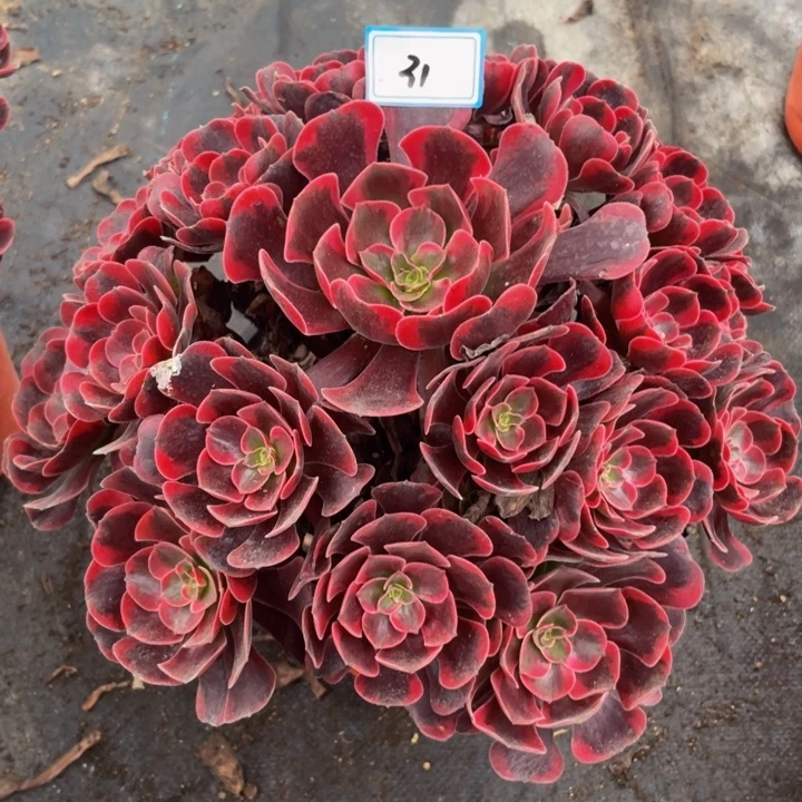 31老庄多肉法师爱神