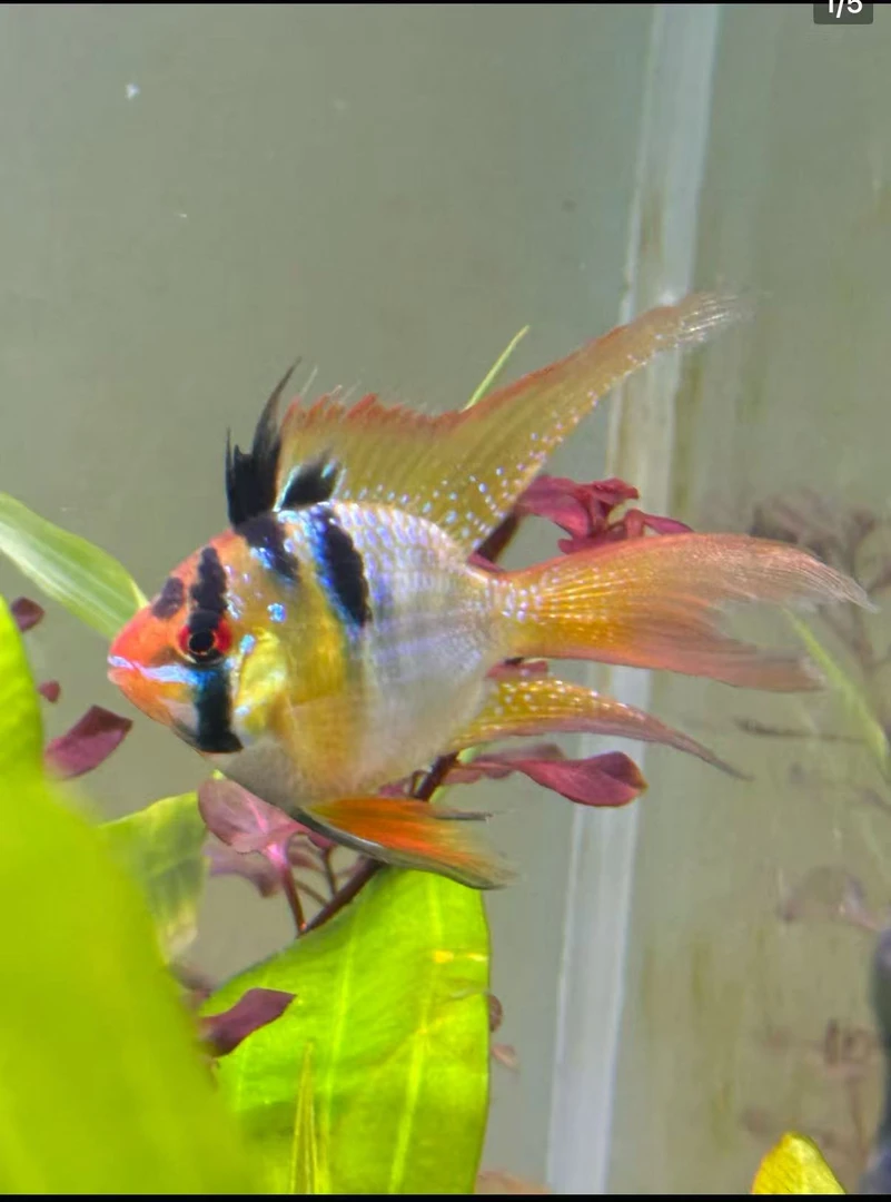 新手好养长尾凤凰鱼热带淡水观赏鱼包邮