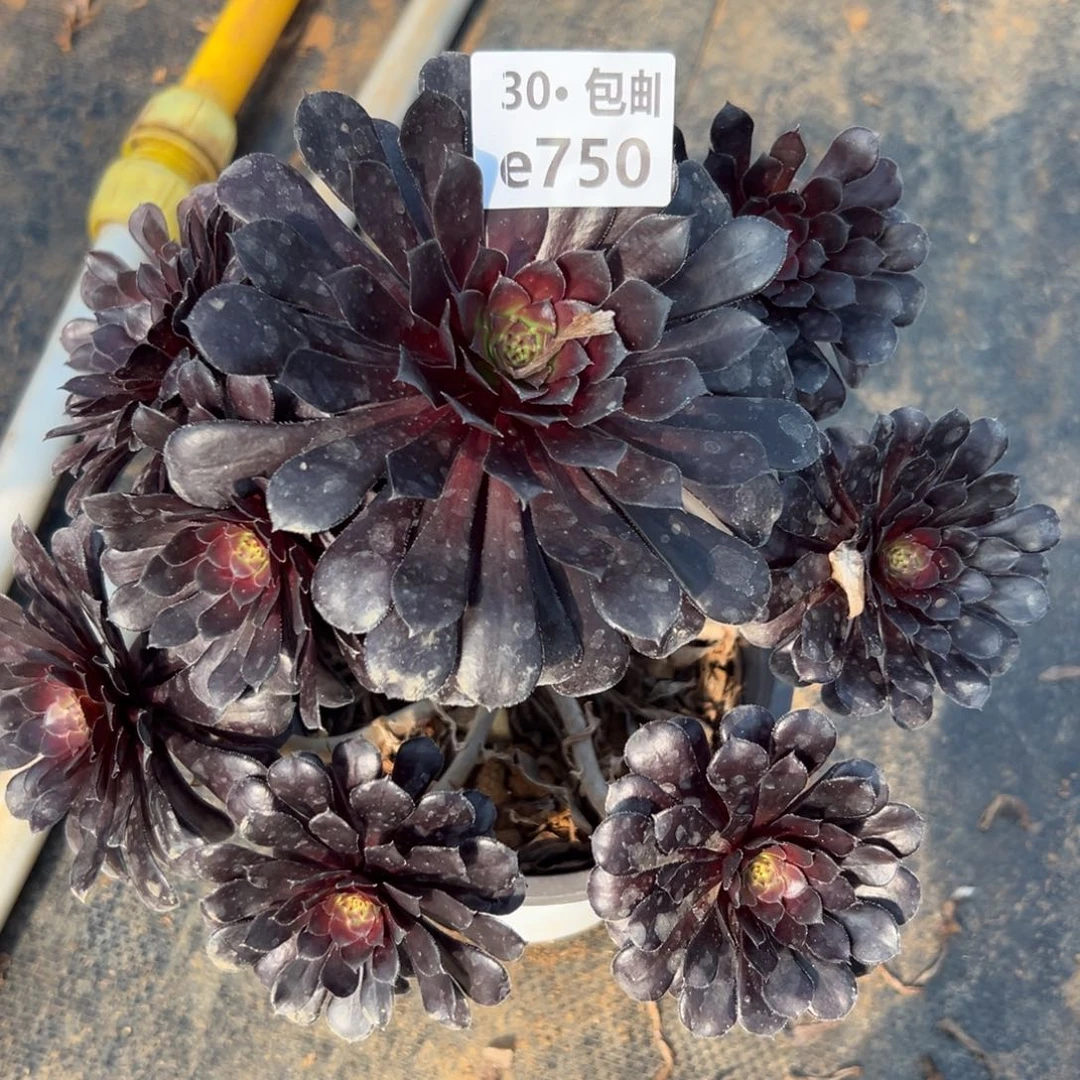 750黑铜多肉法师