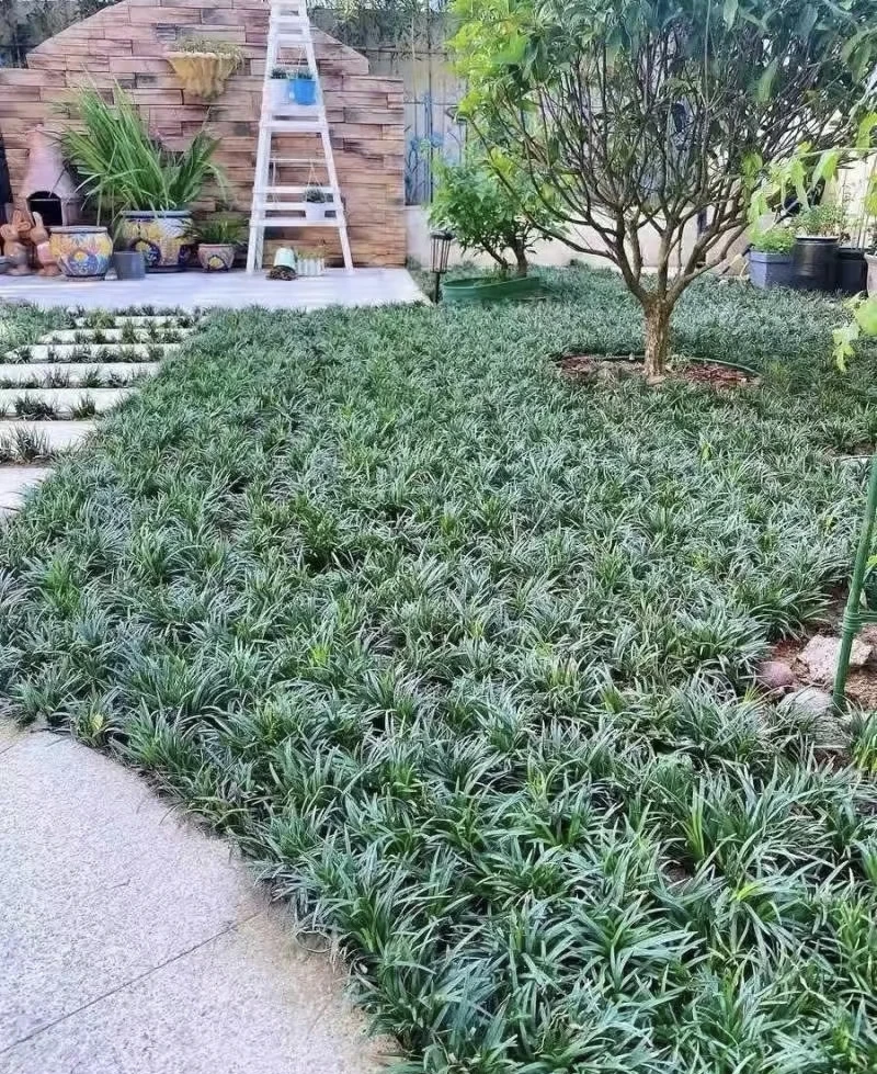 [玉龙草] 70口径小皮盆 宿根多年生日本矮麦冬庭院花园四季常青绿
