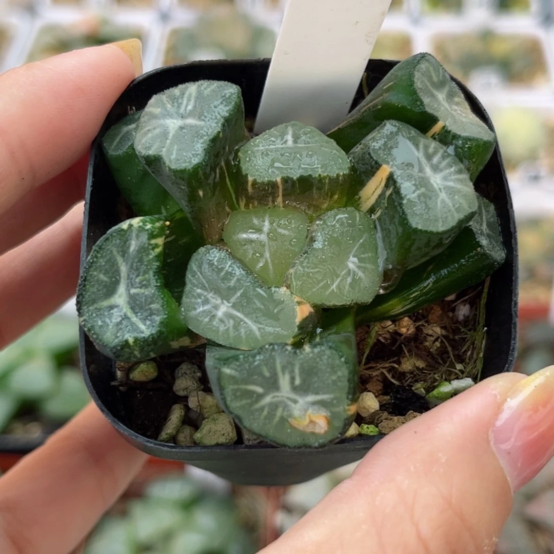 265玉龙万象锦哈哈哈哈哈哈