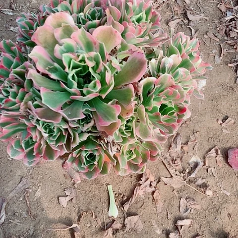 白凤多肉植物法师12