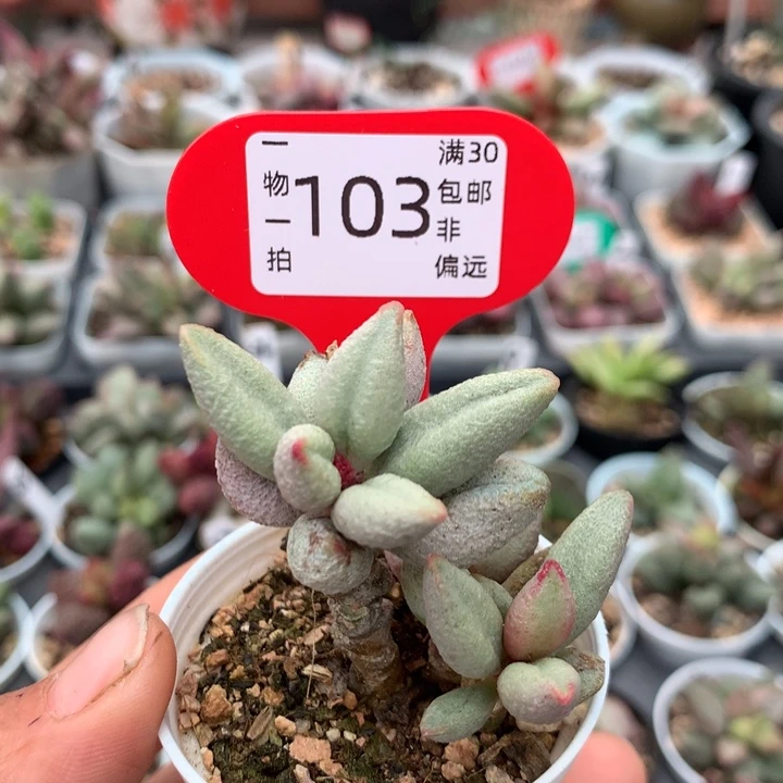 白糖豆 多肉植物