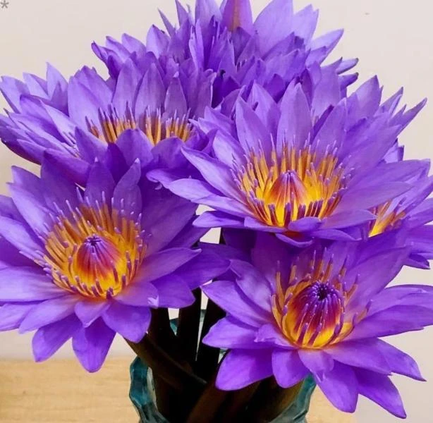 热带睡莲水生盆栽花卉香水连