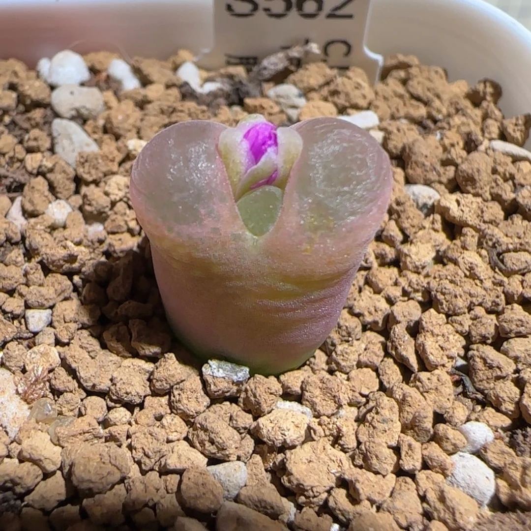 肉锥多肉植物组合-胖虎1752