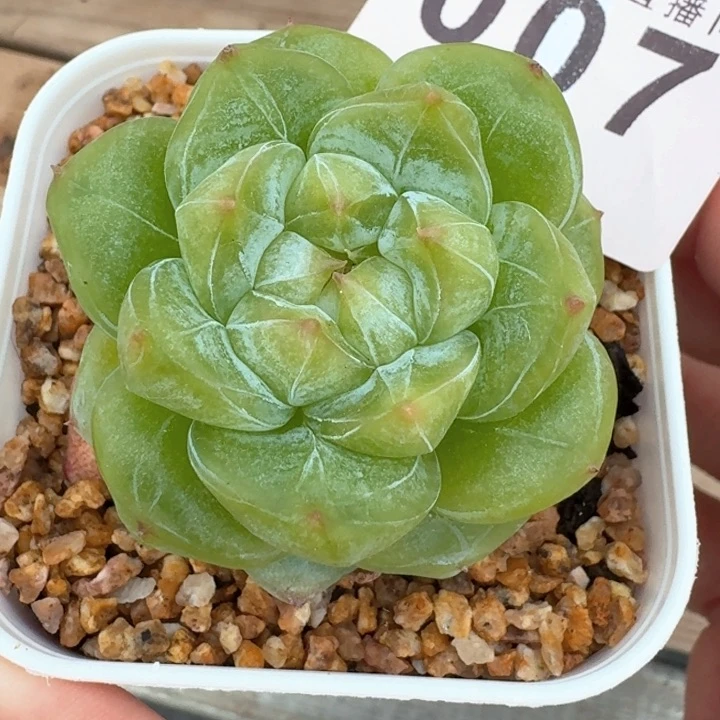 雪诺            多肉植物