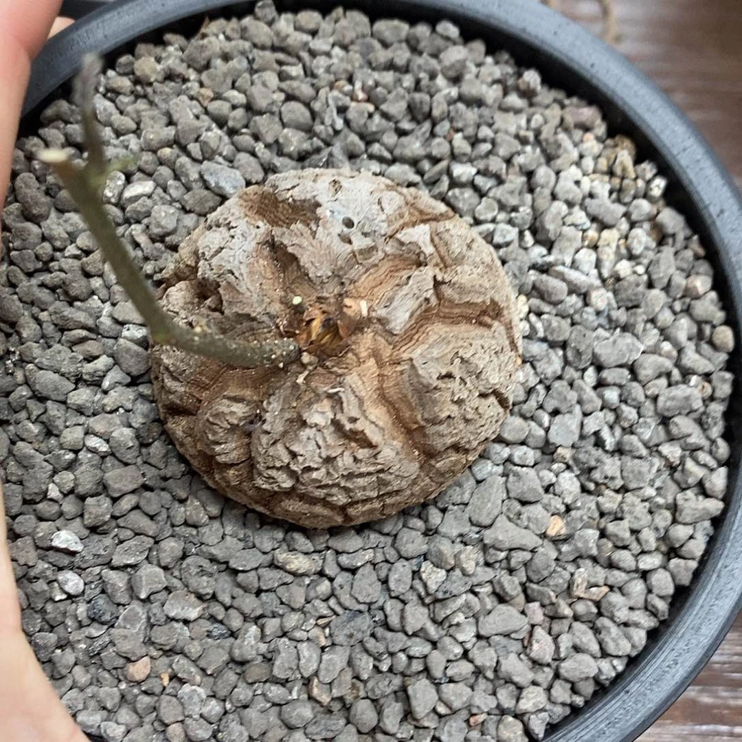 基***斯龟甲龙带盆顺丰包邮