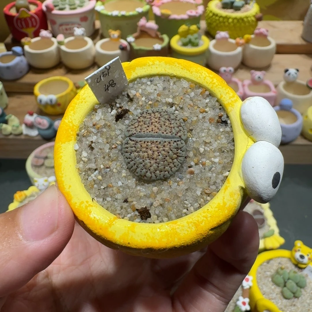 蘑菇1281血点朝贡多肉植物