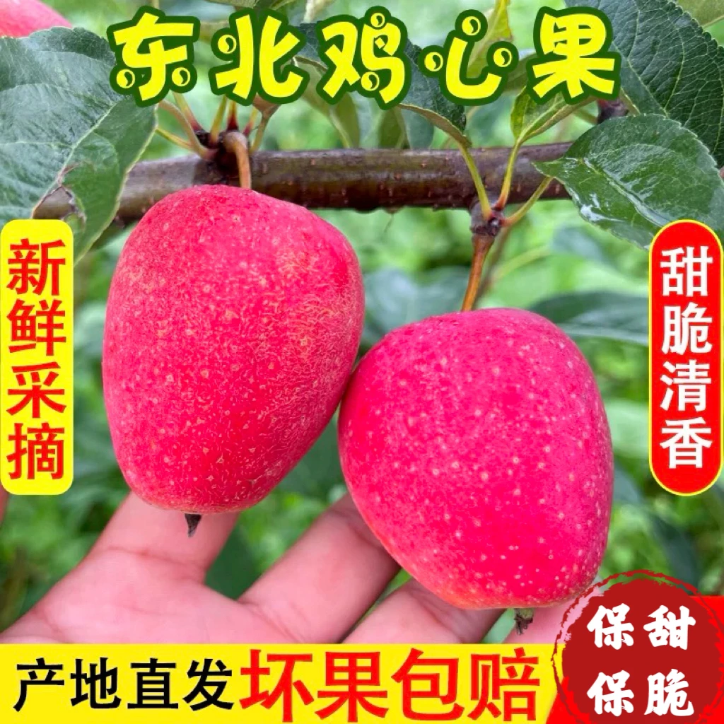 3象牙山鸡心果脆甜多汁锦绣海棠果孕妇水果香甜脆1/3/5斤包邮