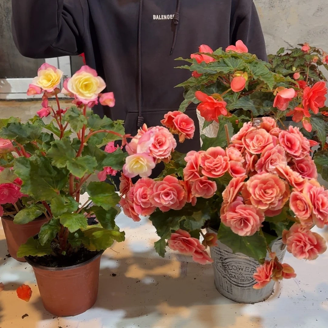 女神➕公主，掉花折叶正常介意勿拍不拍保温冻死不售后