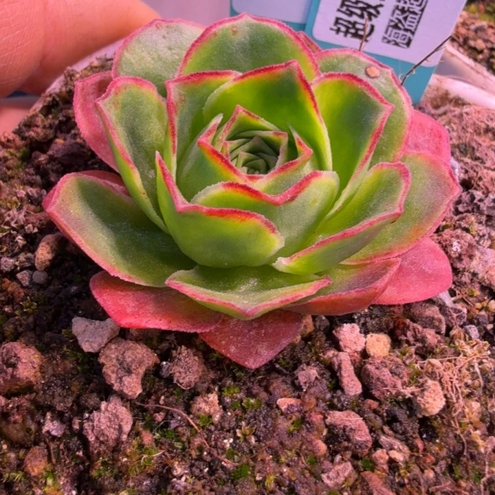 小***嘟HD340  冰墟龙魄