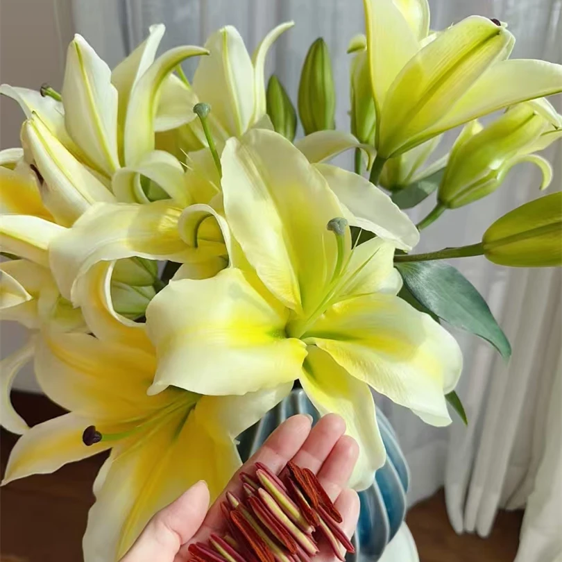 黄天霸 单瓣黄色系香水百合【零度以下不拍保温棉不售后】