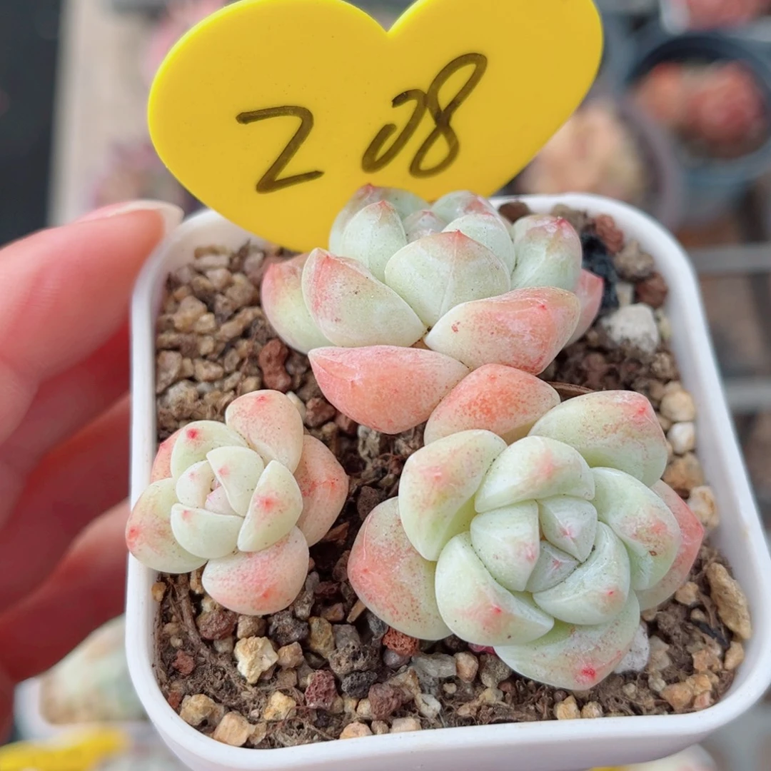 208号小老桩冰玉群