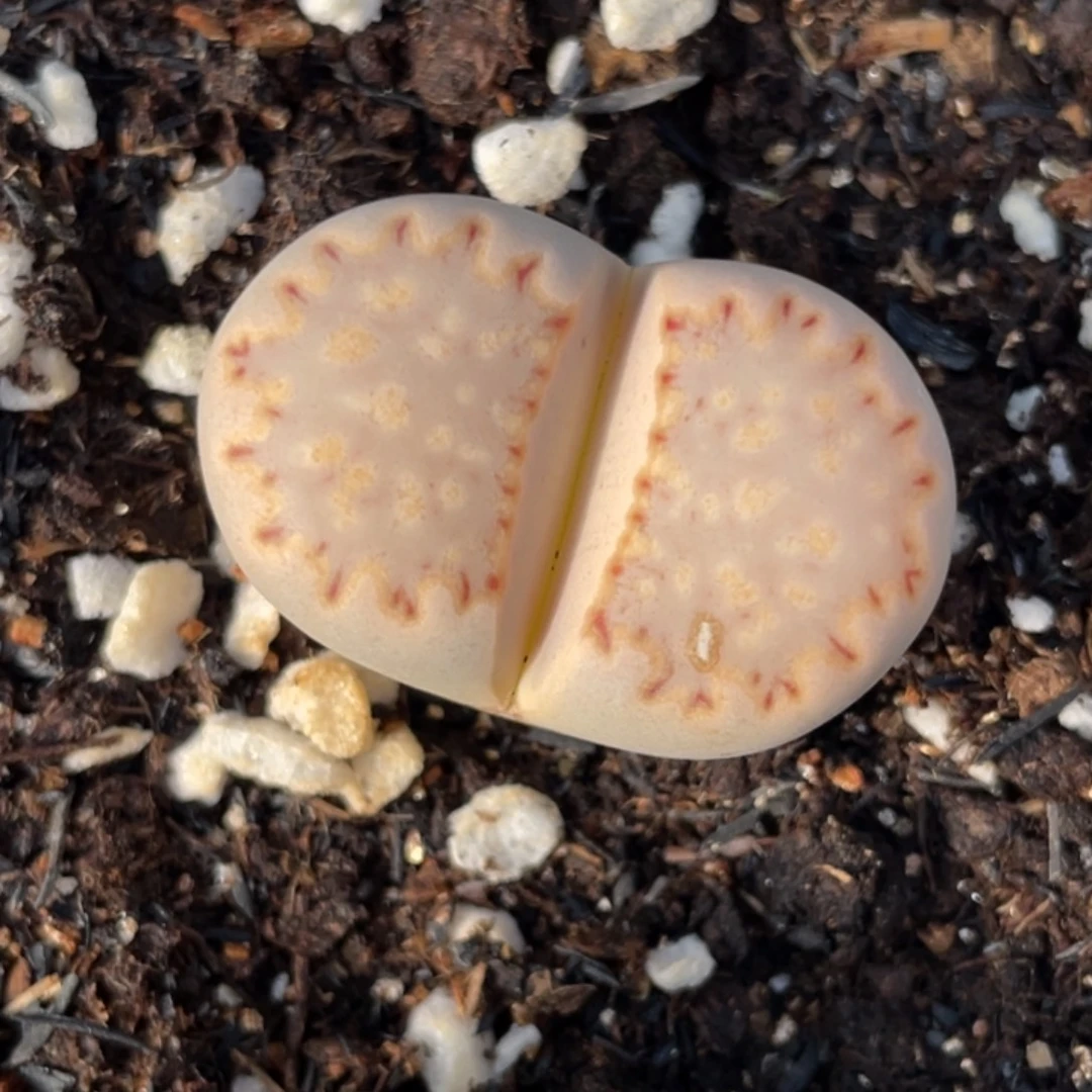 非偏远满20包邮392