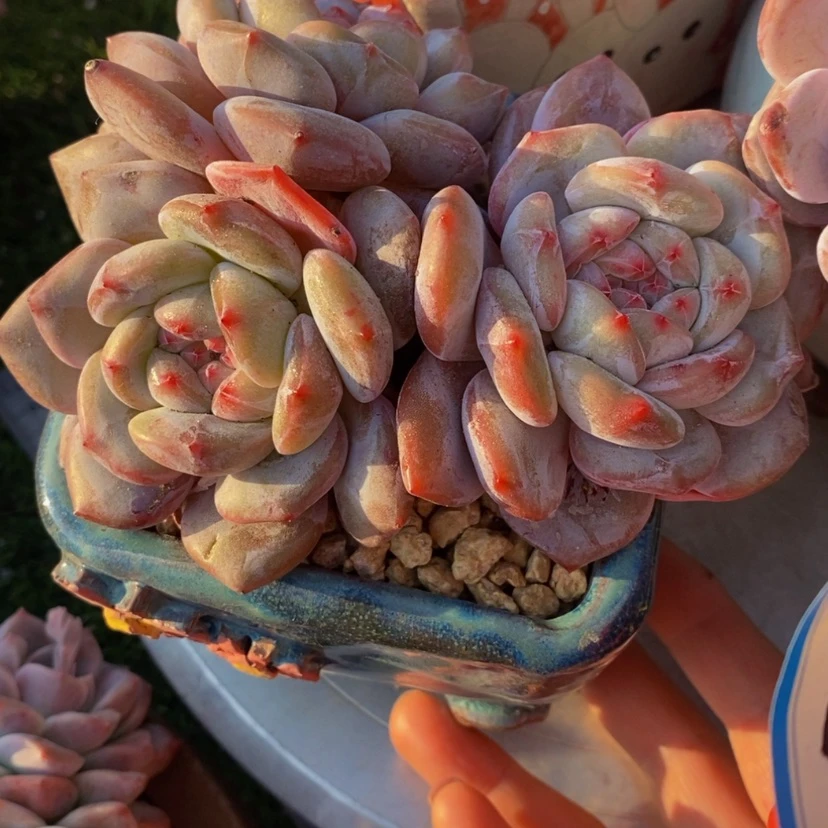 【闪购商品】英*多肉植物