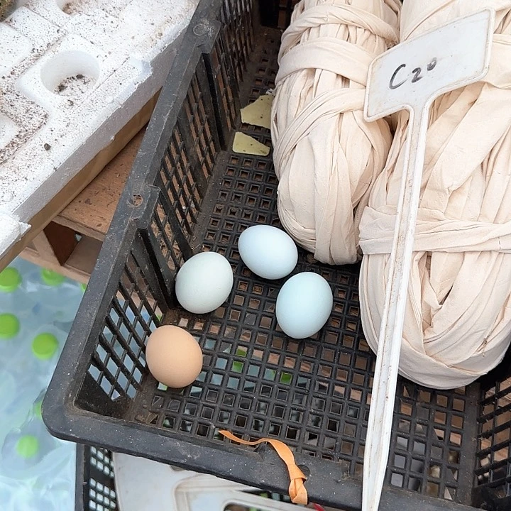 晴***天C20毛花柱瑕疵球20的