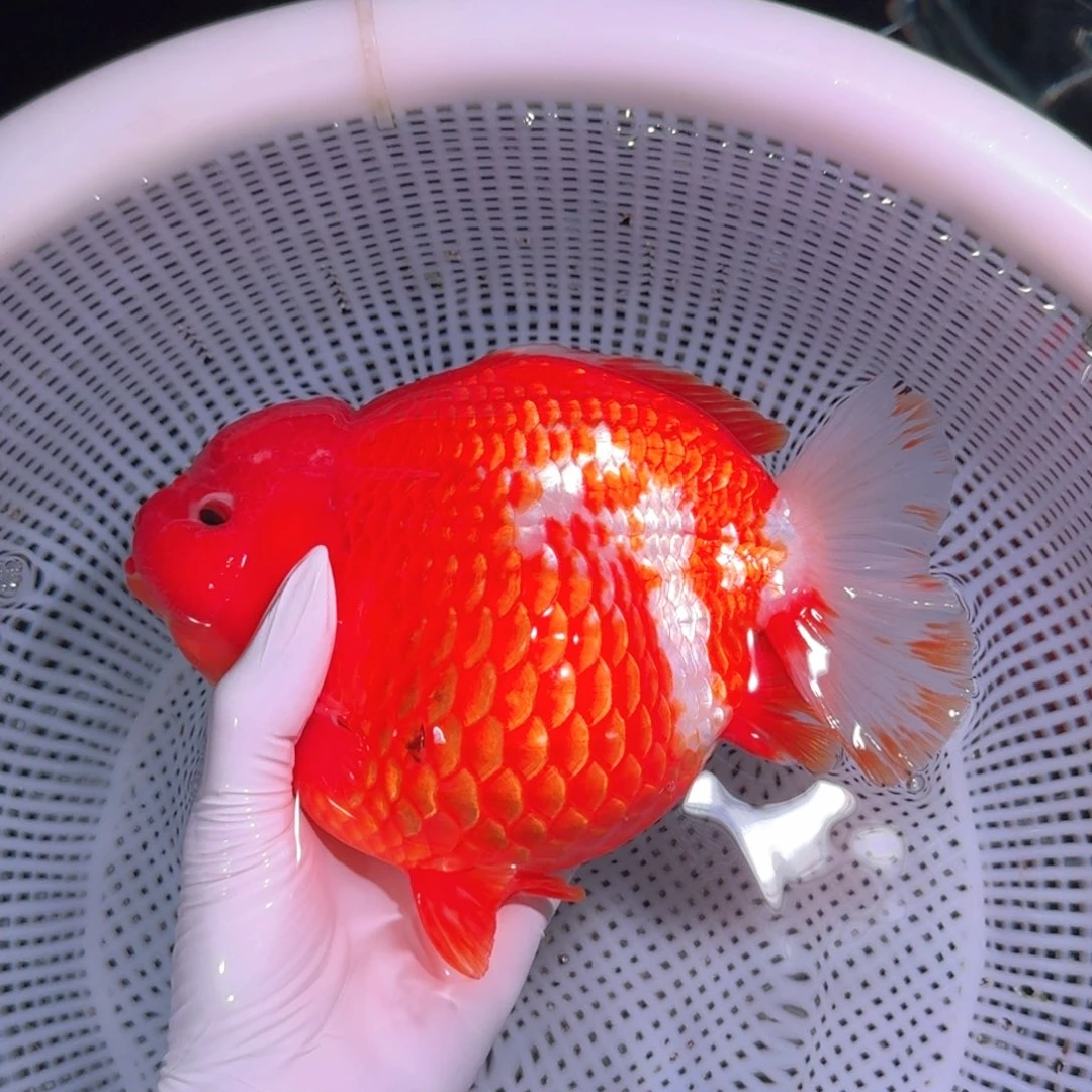 金鱼类不分公母17