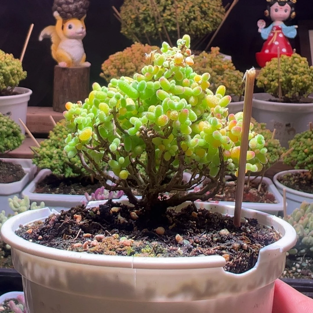 358金桔一物一拍包开箱