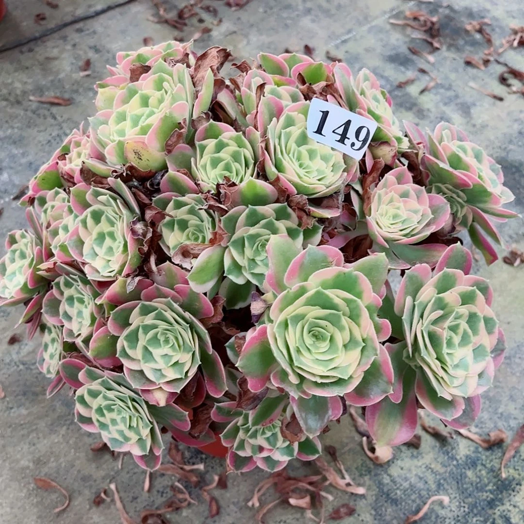 无花朵多肉植物女郎149
