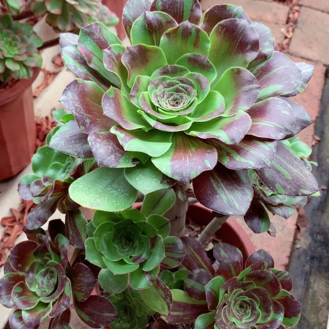 花斑鹿，多肉植物的