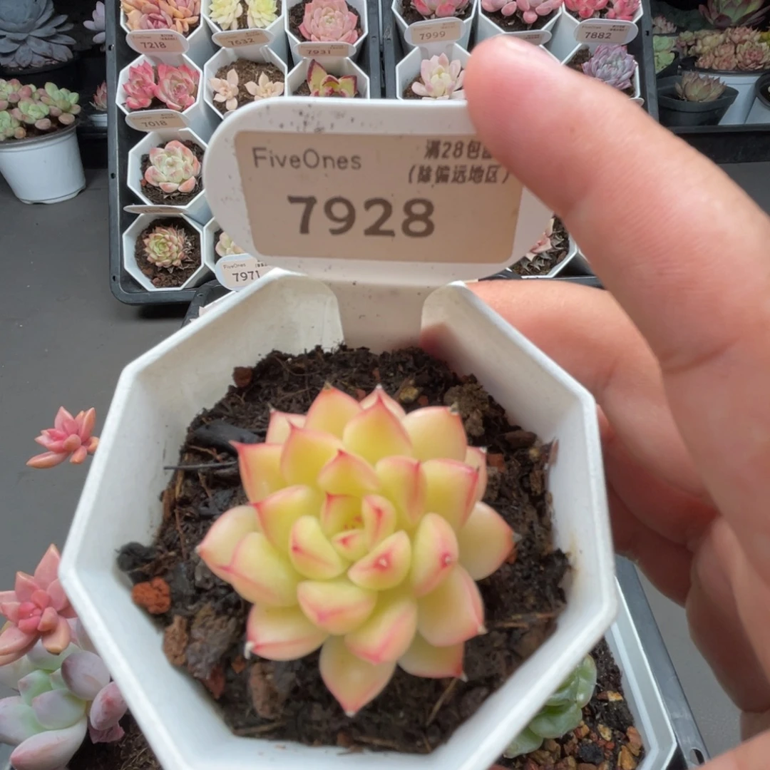 7928闪光  4.0厘米