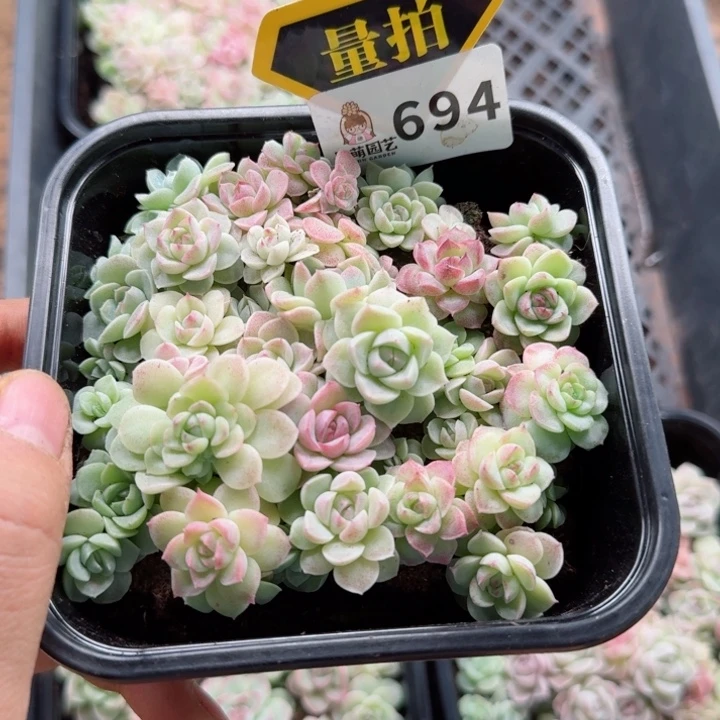 多肉植物多肉植物